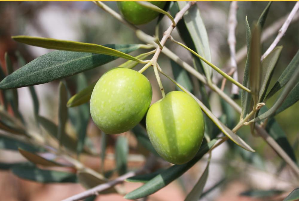 
                  
                    Grüne Oliven mit Kern 250g
                  
                