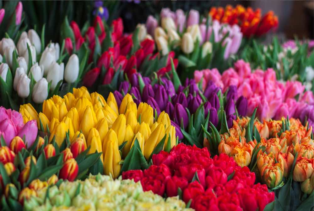 Tulpen 20 Stück zweifarbig