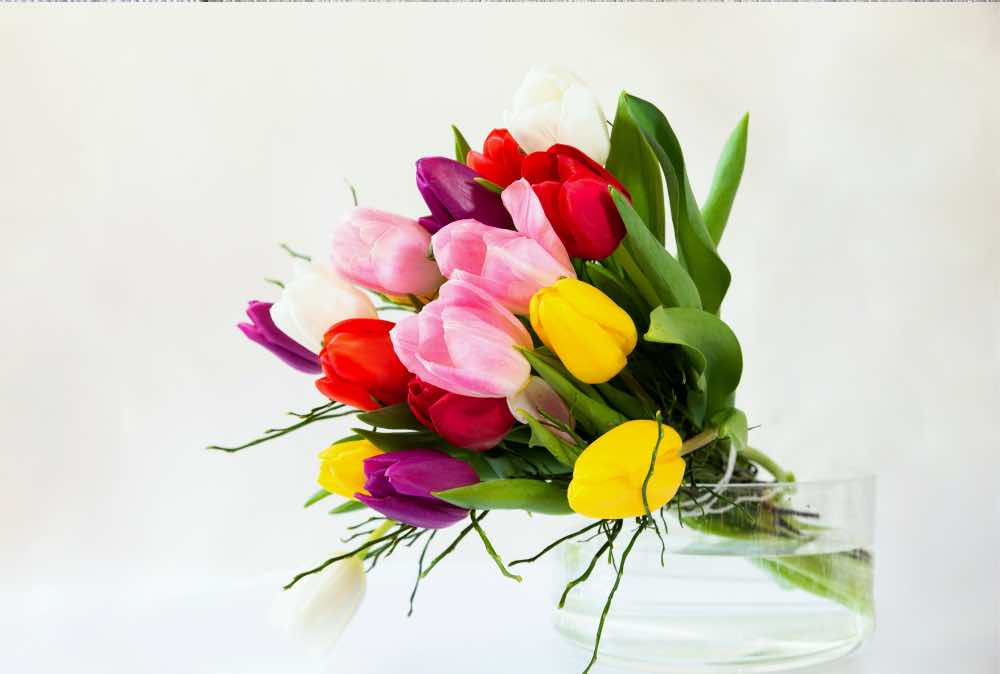 
                  
                    Tulpen 20 Stück zweifarbig
                  
                
